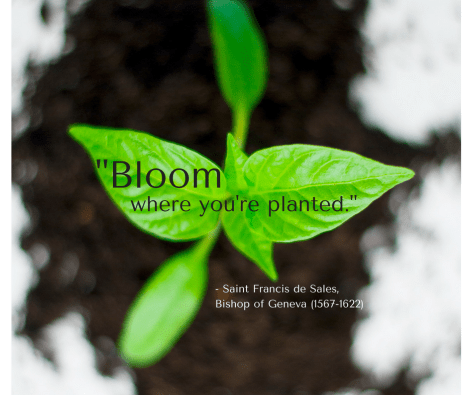 where you're planted.-